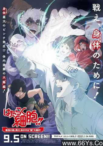 2020年日本7.0分动画片《工作细胞：细胞大作战》1080P国日双语